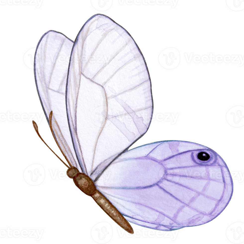 aquarelle main tiré papillon png