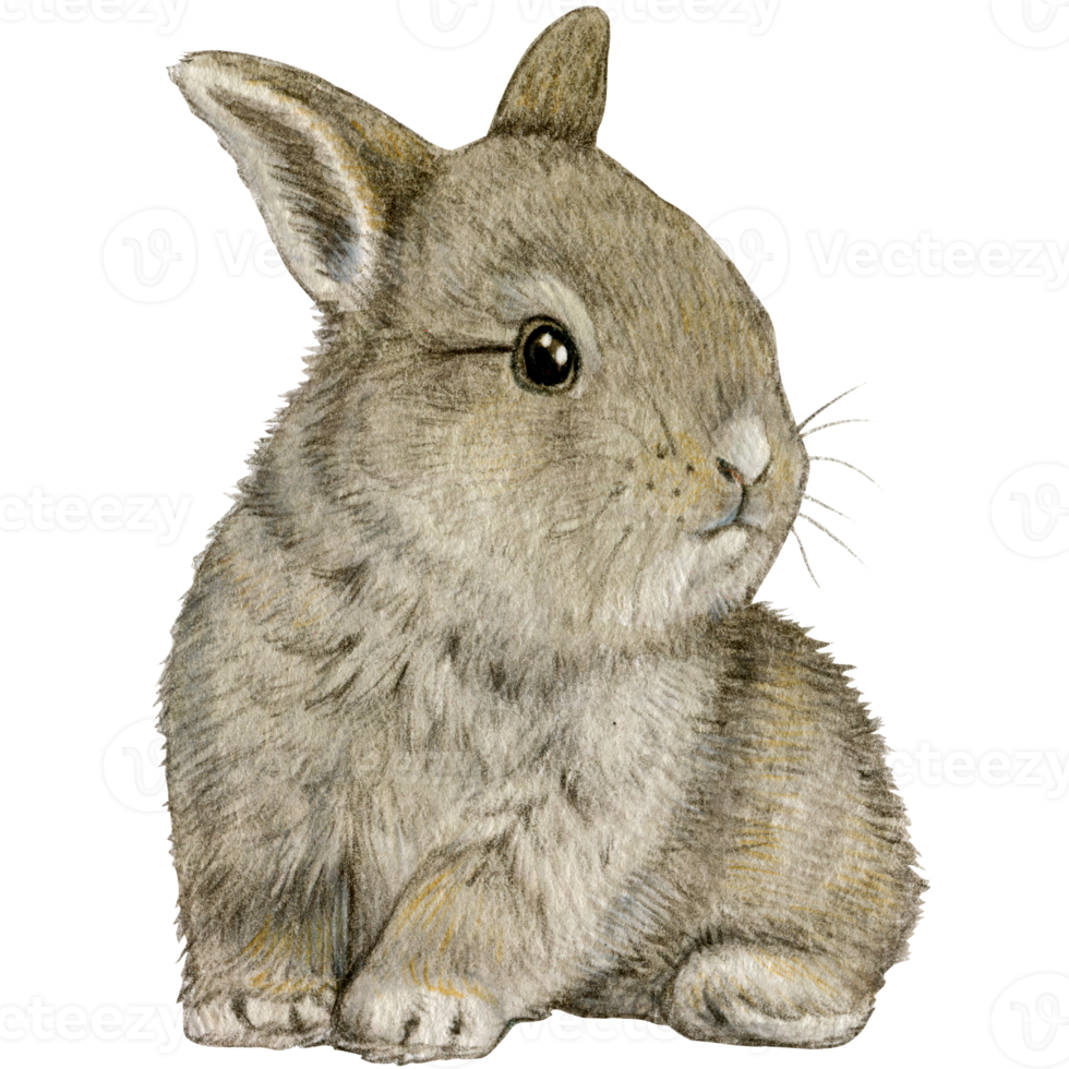 watercolor hand drawn realistic bunny png