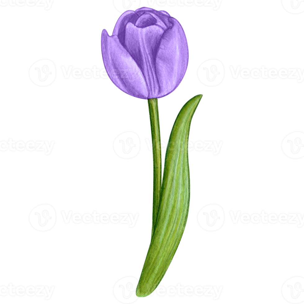 watercolor hand drawn colorful tulip png