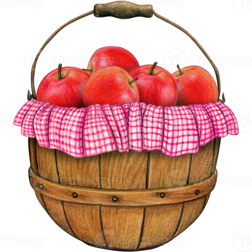 watercolor hand drawn realistic apples png