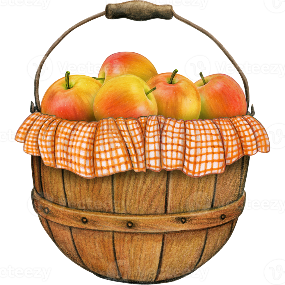 watercolor hand drawn realistic apples png