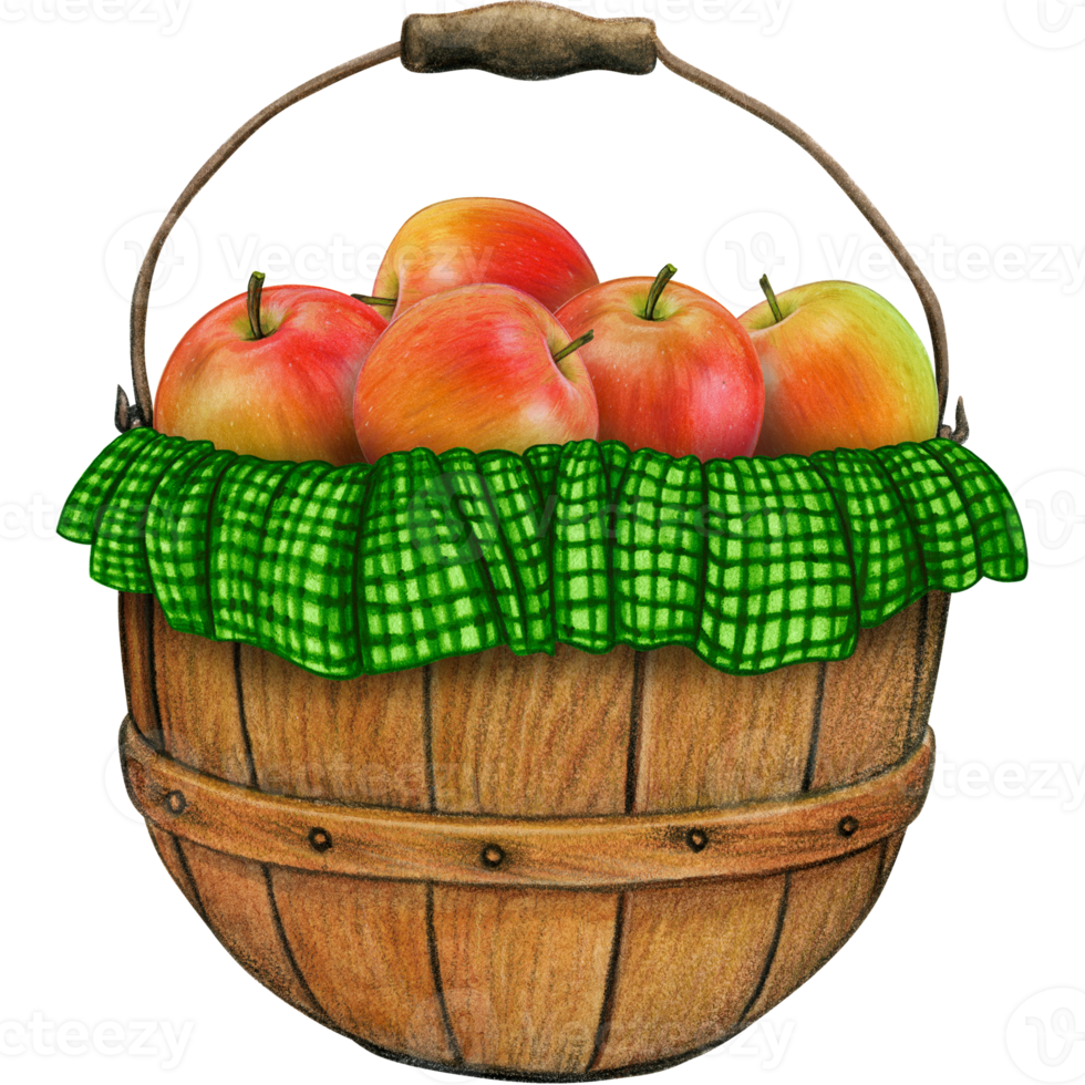 watercolor hand drawn realistic apples png