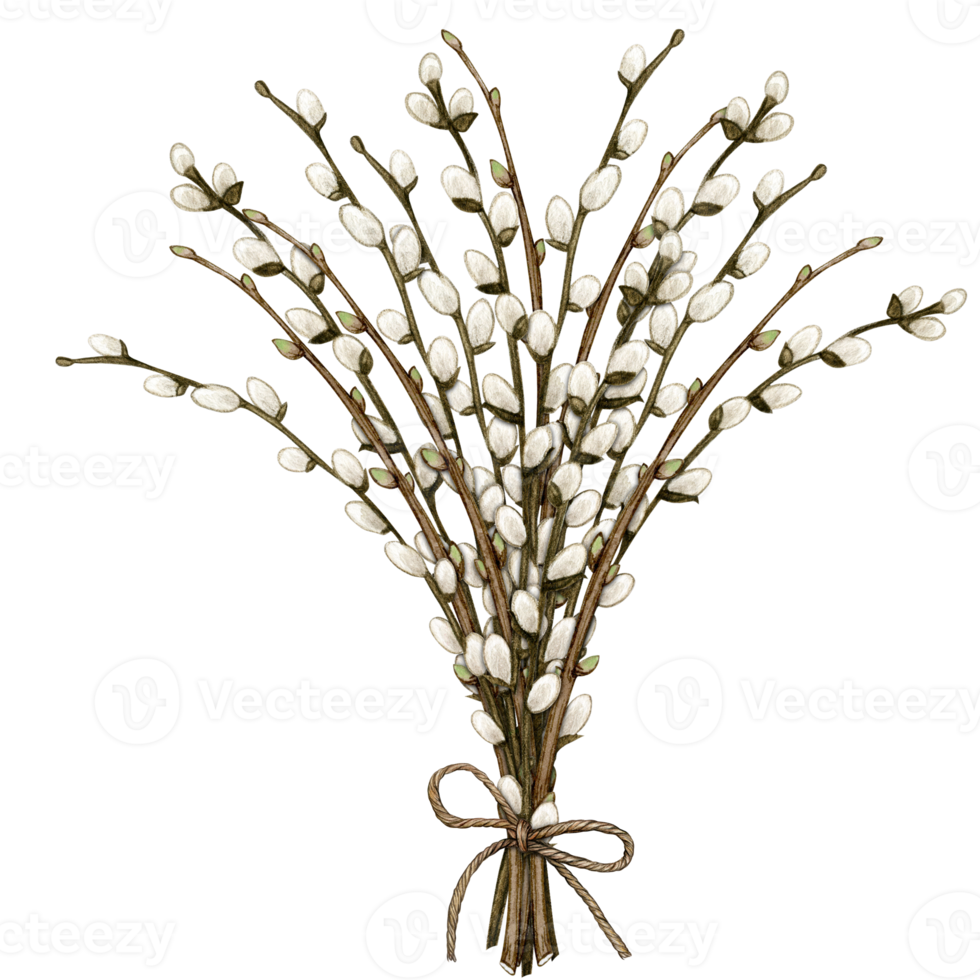 Watercolor pussy willow decoration png