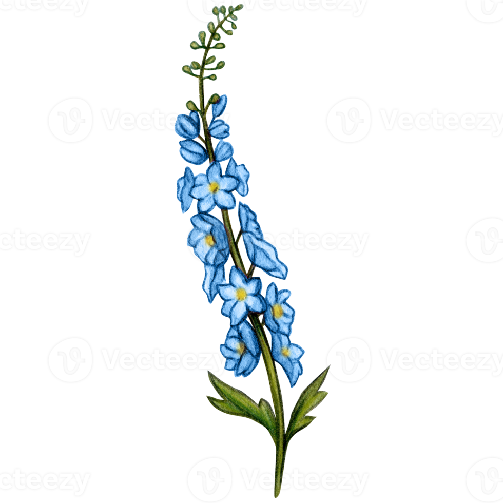 watercolor hand drawn delphinium flower branch png