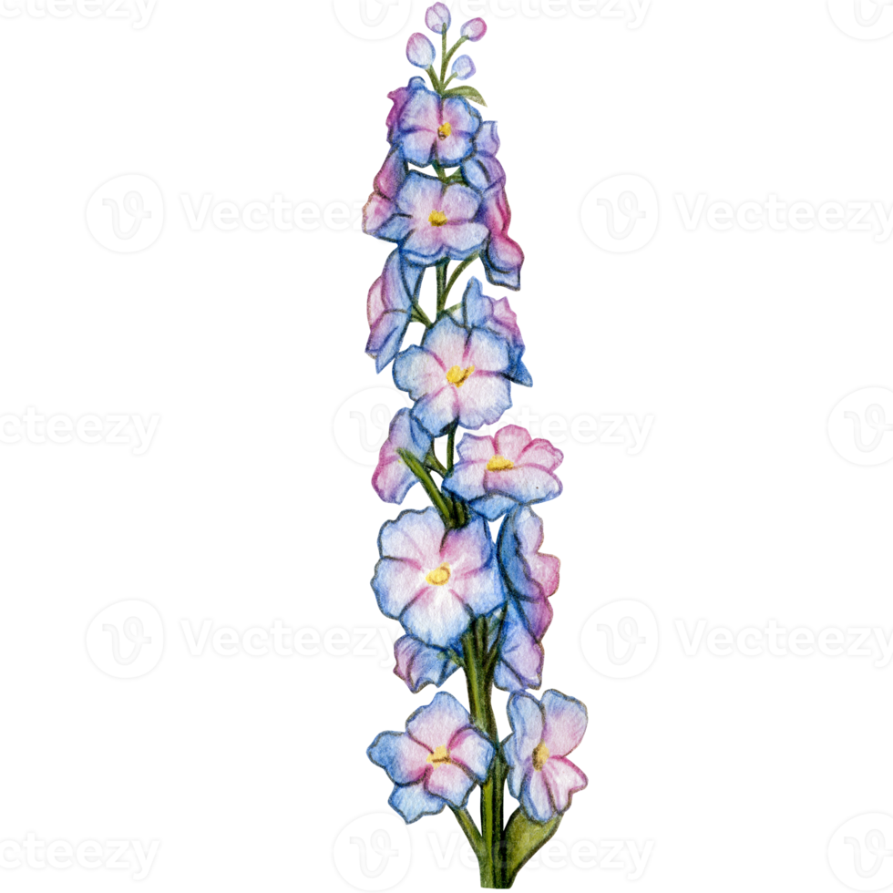 watercolor hand drawn delphinium flower branch png