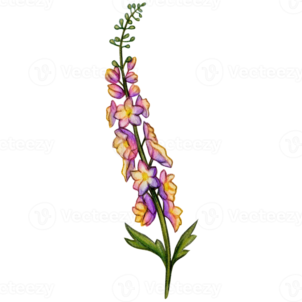 watercolor hand drawn delphinium flower branch png