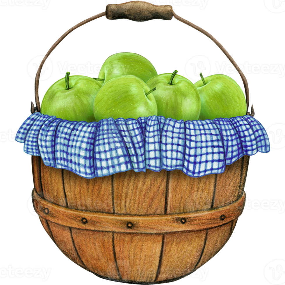 watercolor hand drawn realistic apples png