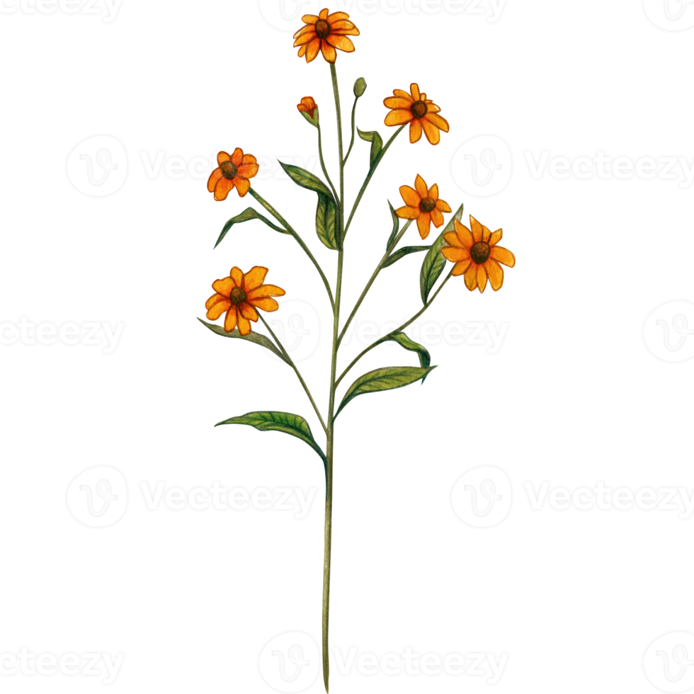 Watercolor hand drawn wild flowers and herbs png