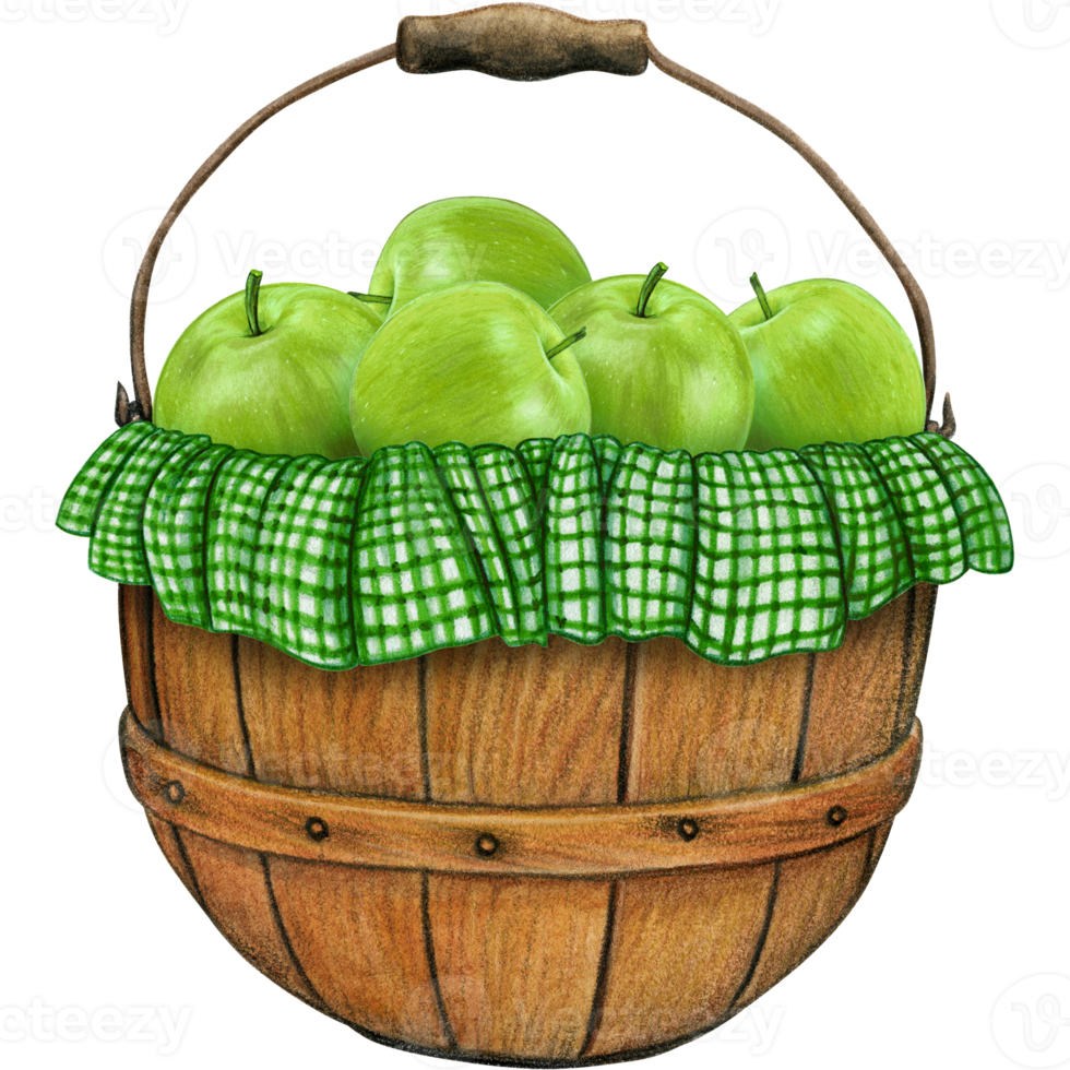 watercolor hand drawn realistic apples png