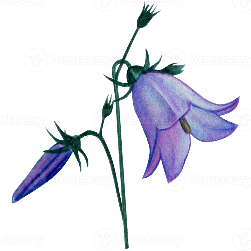 watercolor hand drawn harebell flowers png