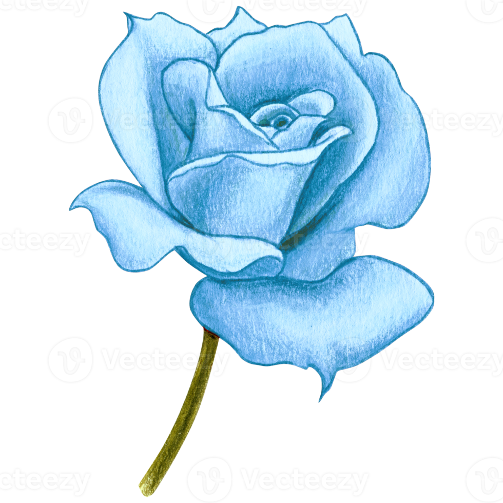 watercolor realistic rose hand drawn png