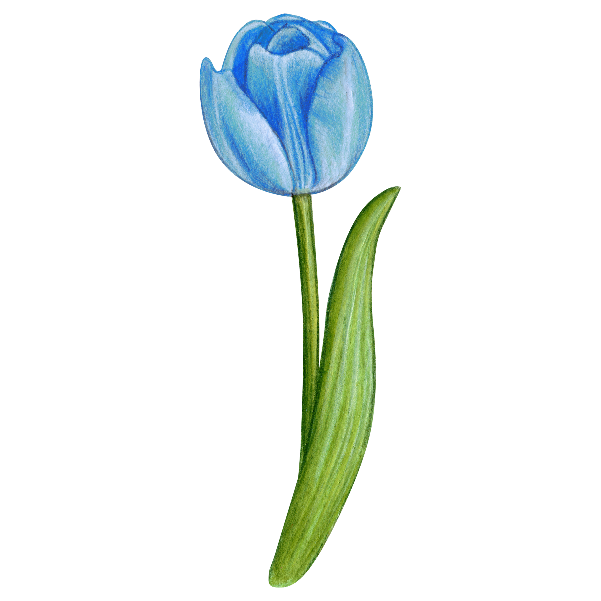 Free watercolor hand drawn colorful tulip 21361618 PNG with Transparent ...