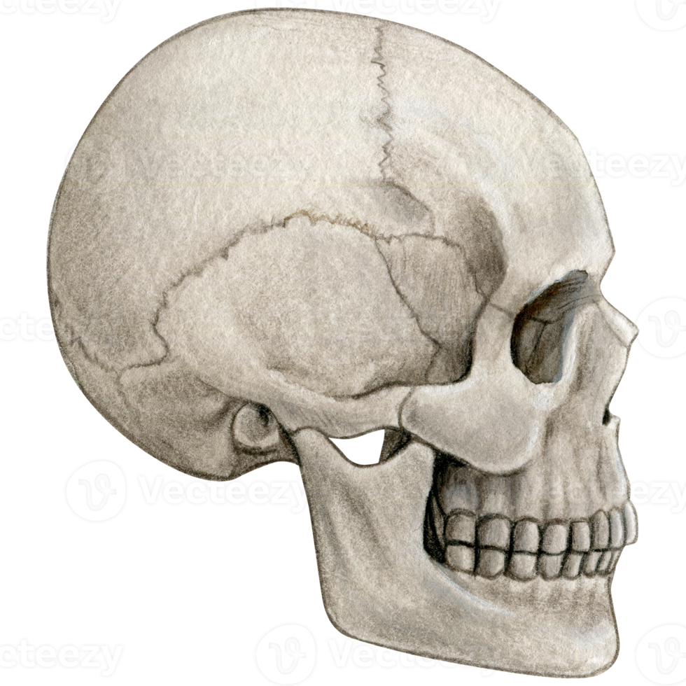 aguarela mão desenhado realista humano crânio png