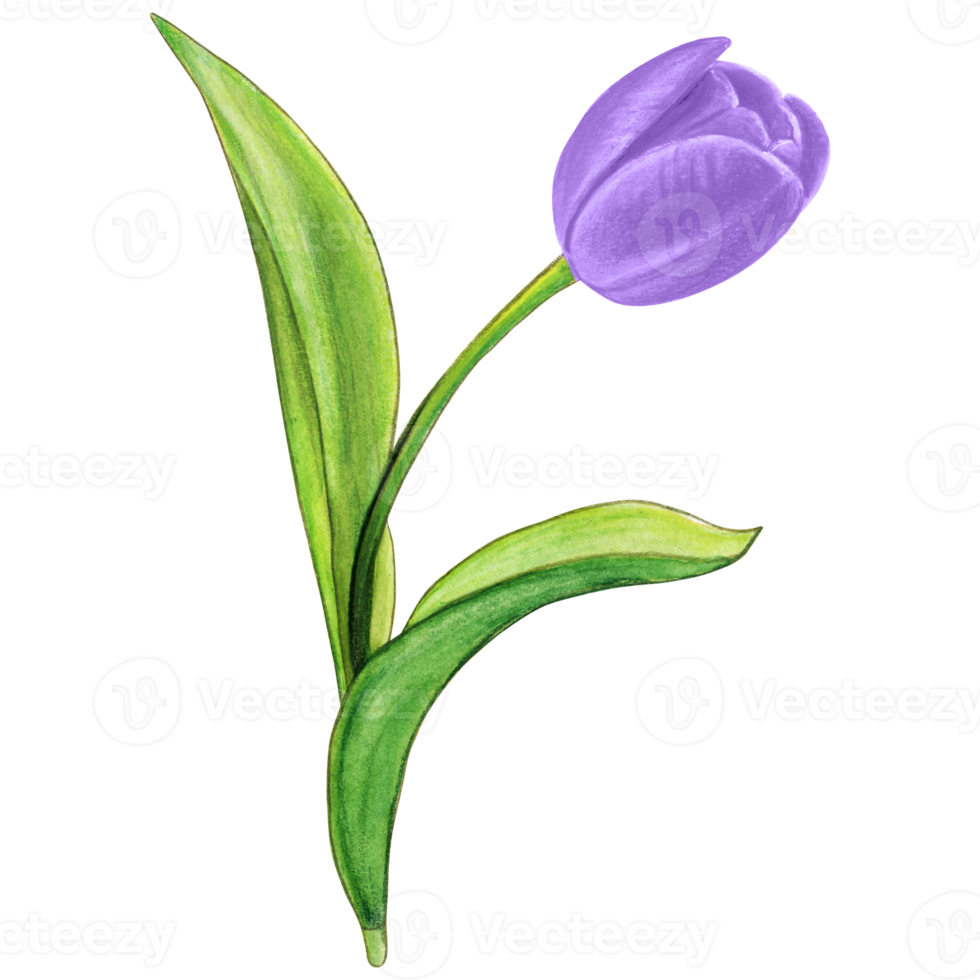 watercolor hand drawn colorful tulip png