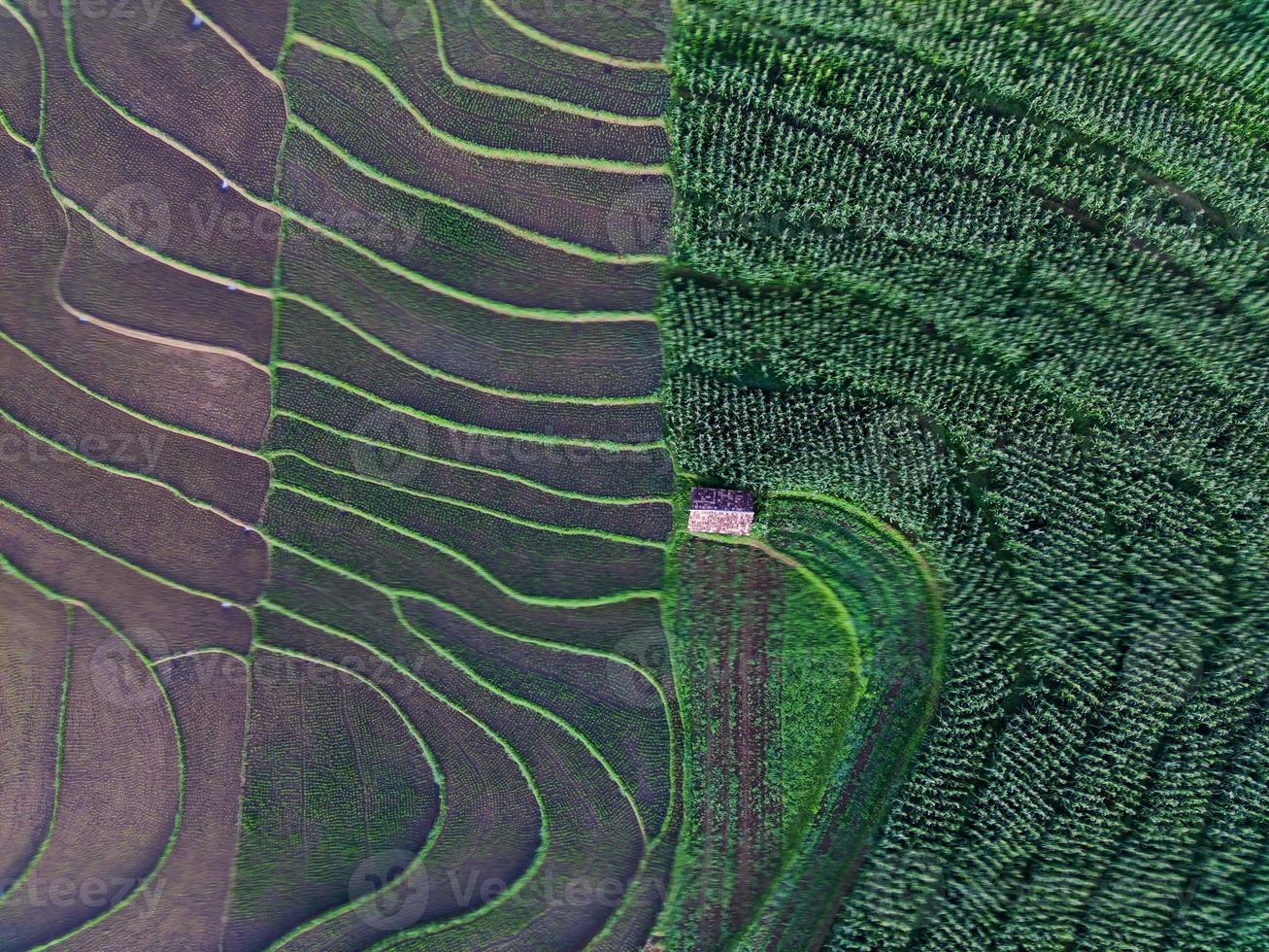 Beautiful morning view indonesia panorama landscape paddy fields with beauty color and sky natural light photo