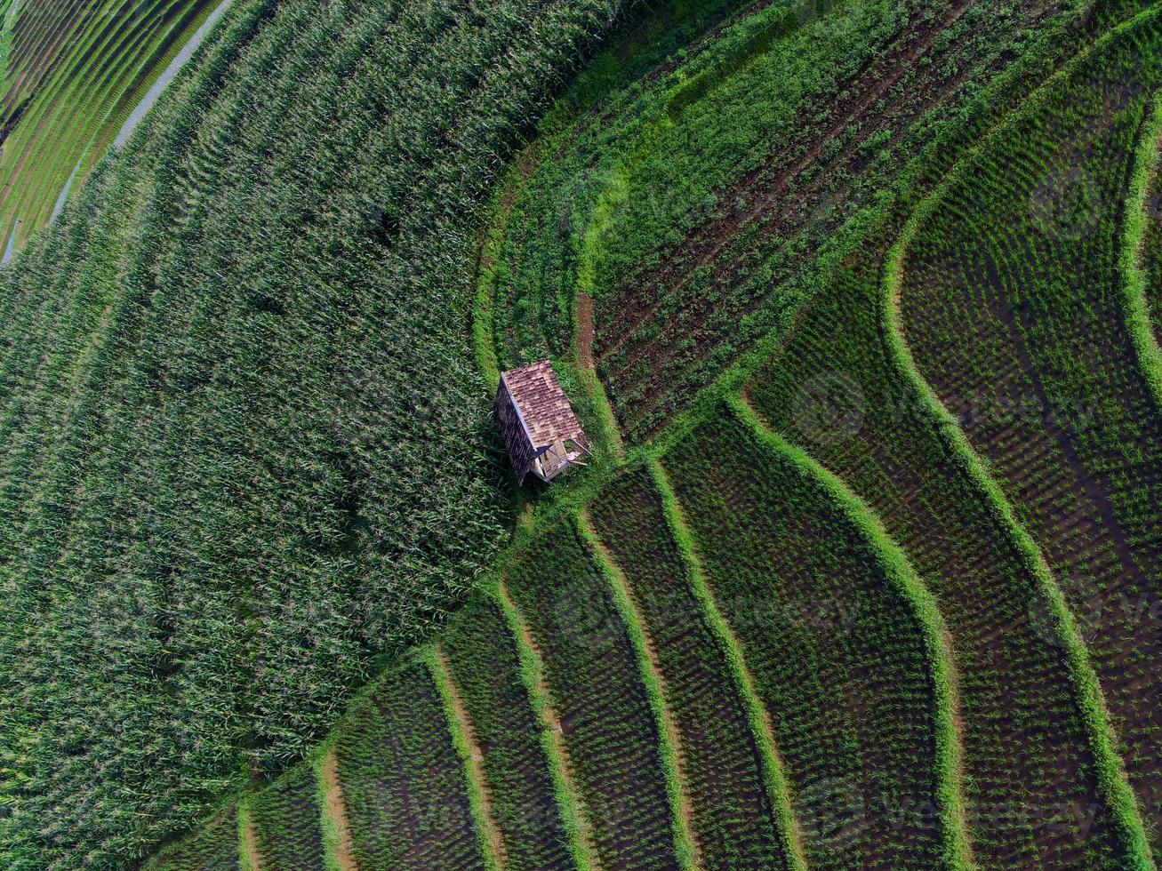 Beautiful morning view indonesia panorama landscape paddy fields with beauty color and sky natural light photo
