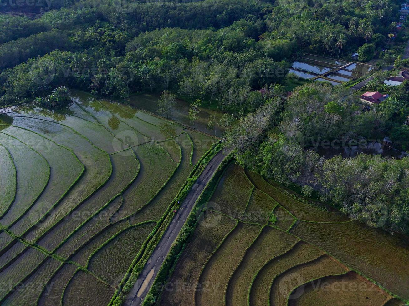 hermosa vista de la mañana indonesia panorama paisaje arrozales con color de belleza y luz natural del cielo foto