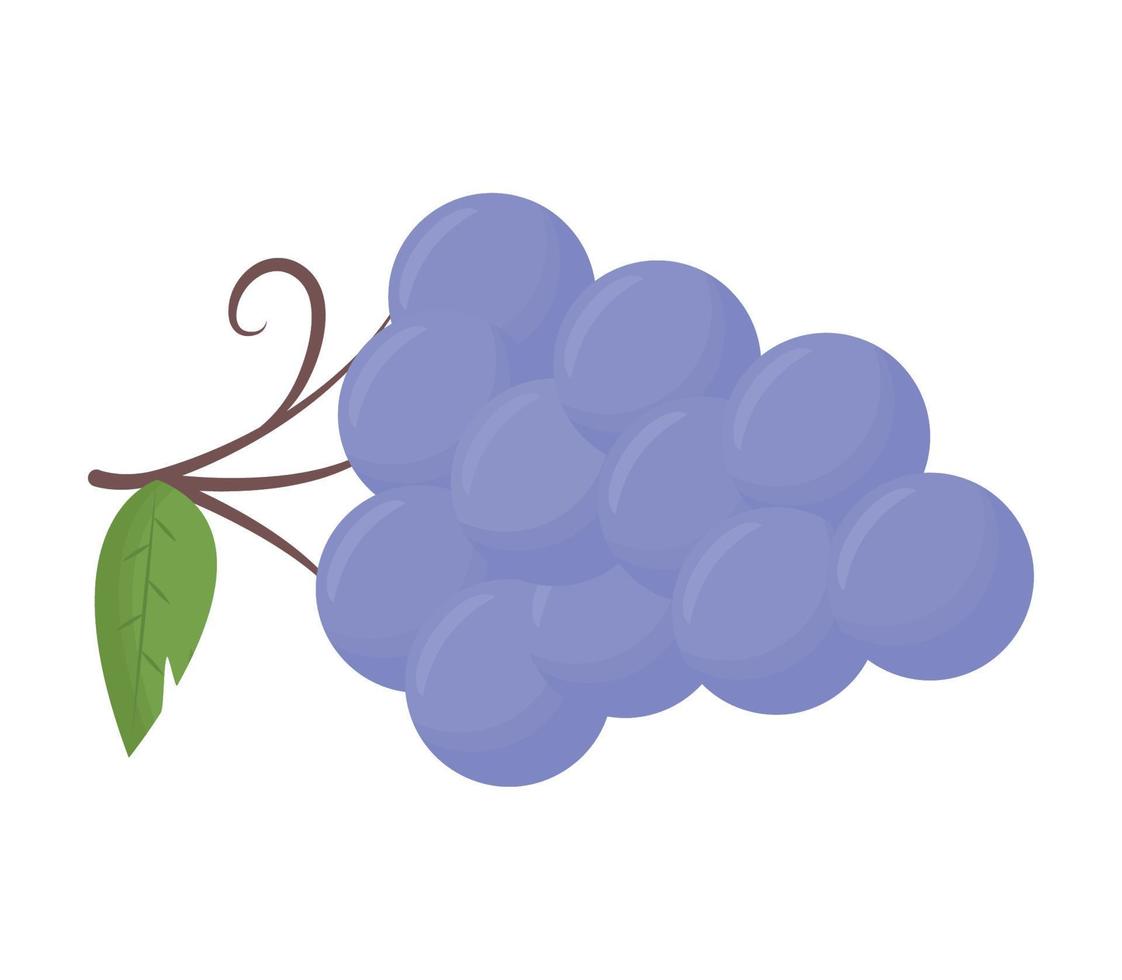 purple grapes branch vector