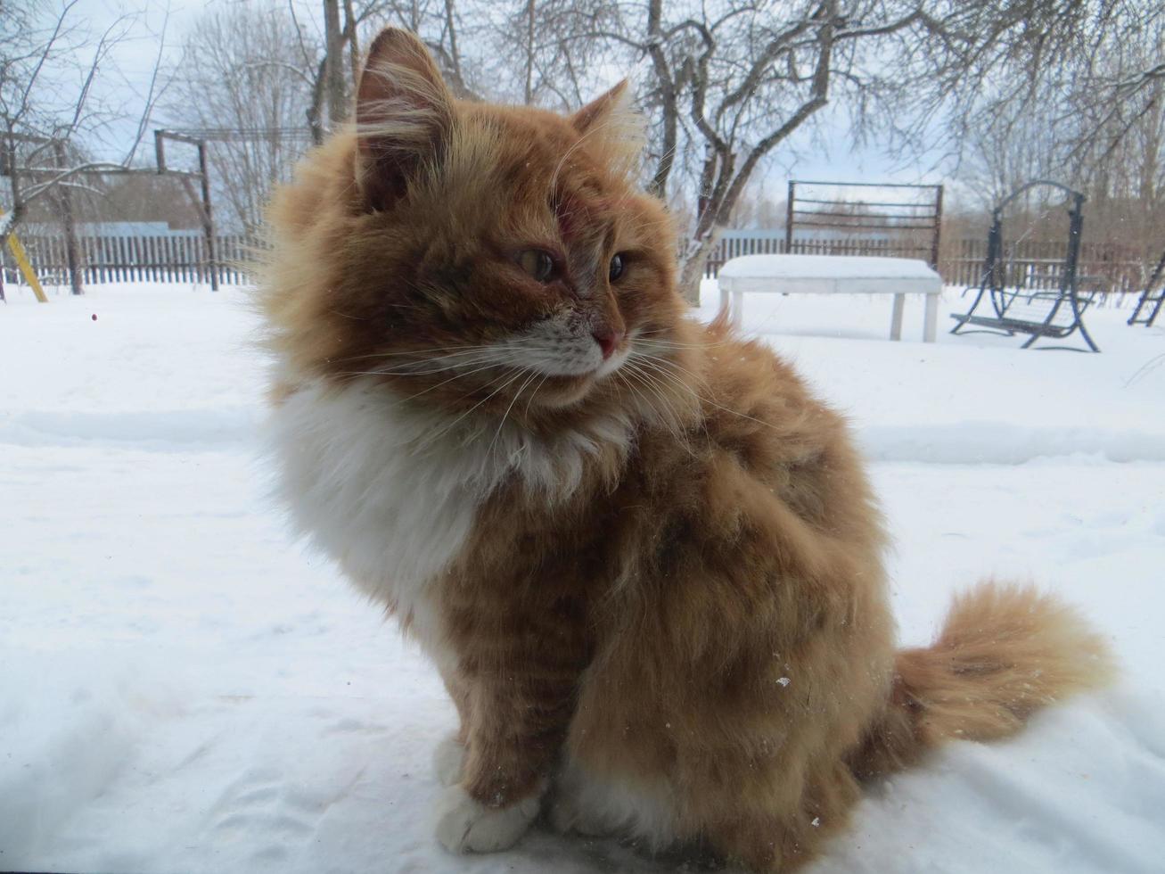 un mullido rojo gato se sienta fuera de en el nieve en invierno jardín. foto