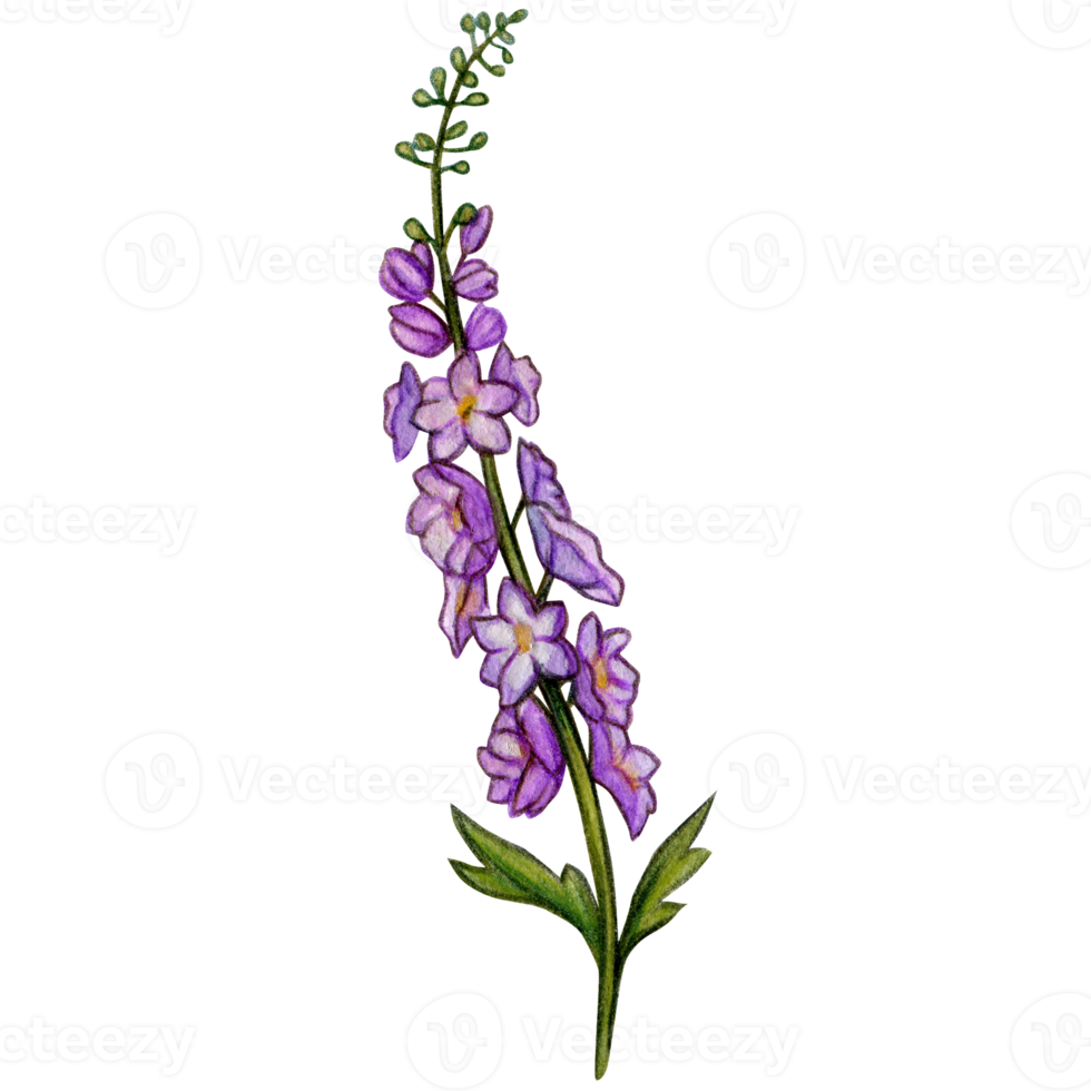 watercolor hand drawn delphinium flower branch png