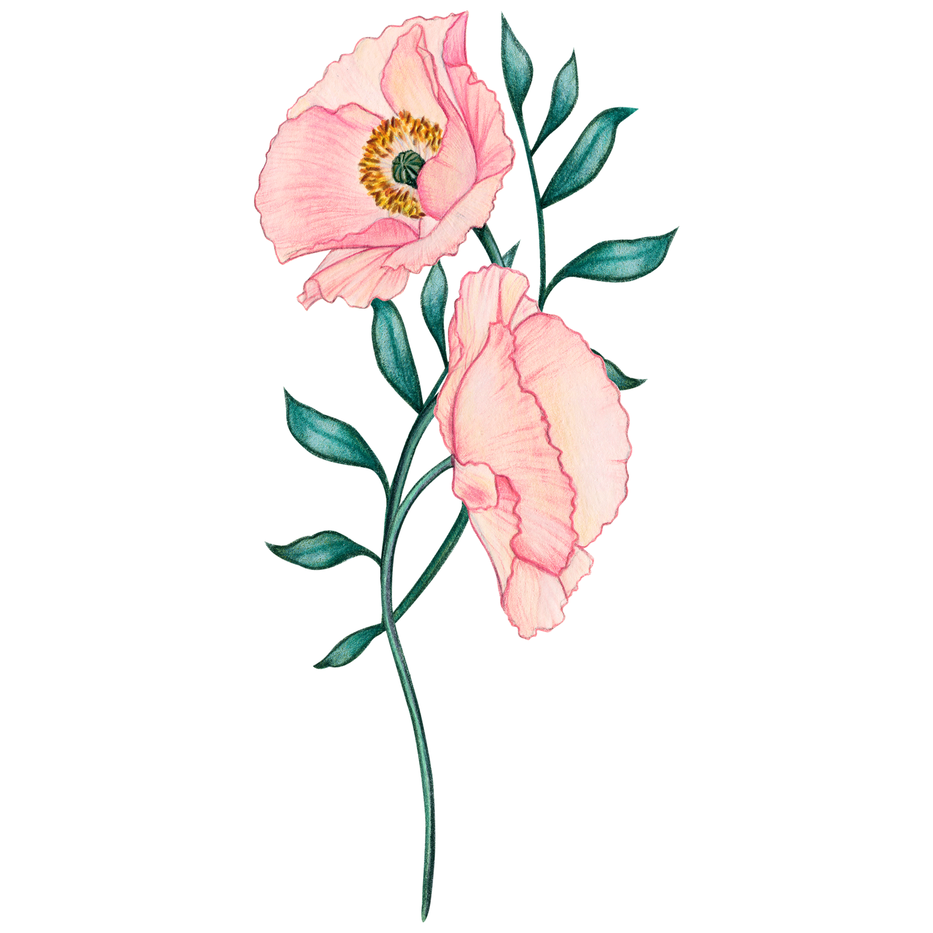 Free Waercolor floral art deco poppy decoration 21379332 PNG with ...