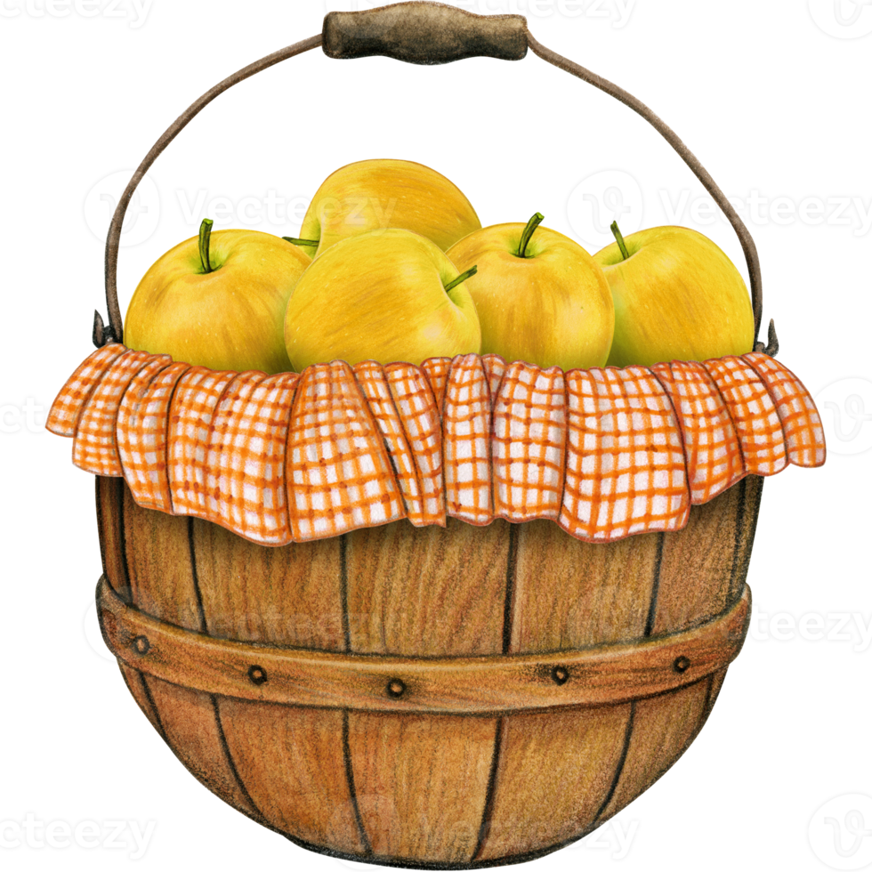 watercolor hand drawn realistic apples png