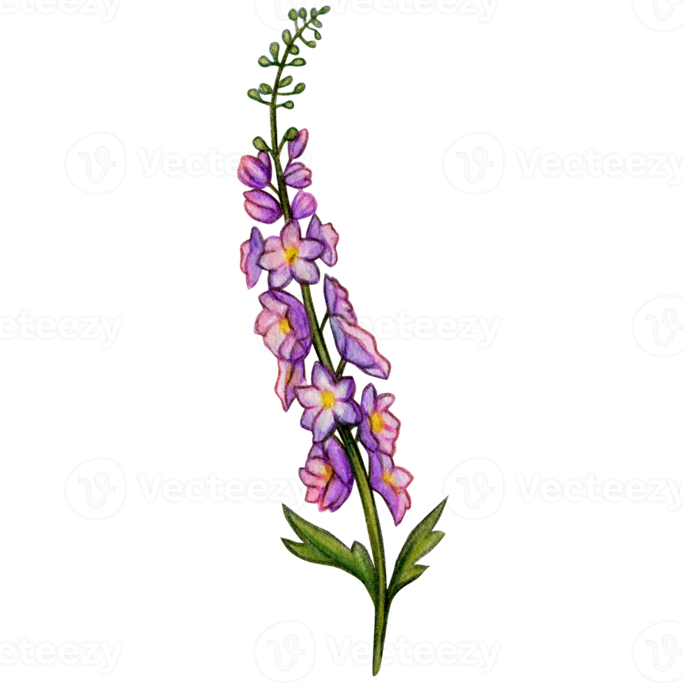 watercolor hand drawn delphinium flower branch png