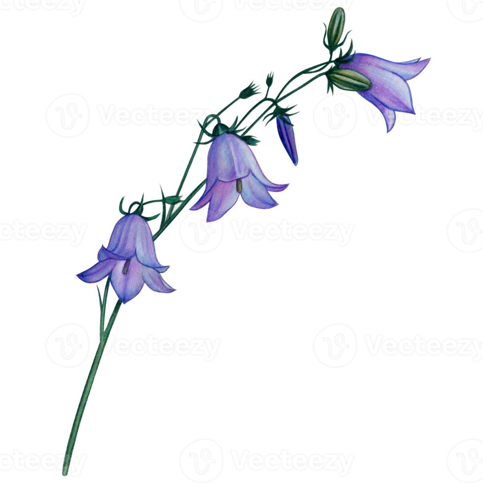 watercolor hand drawn harebell flowers png