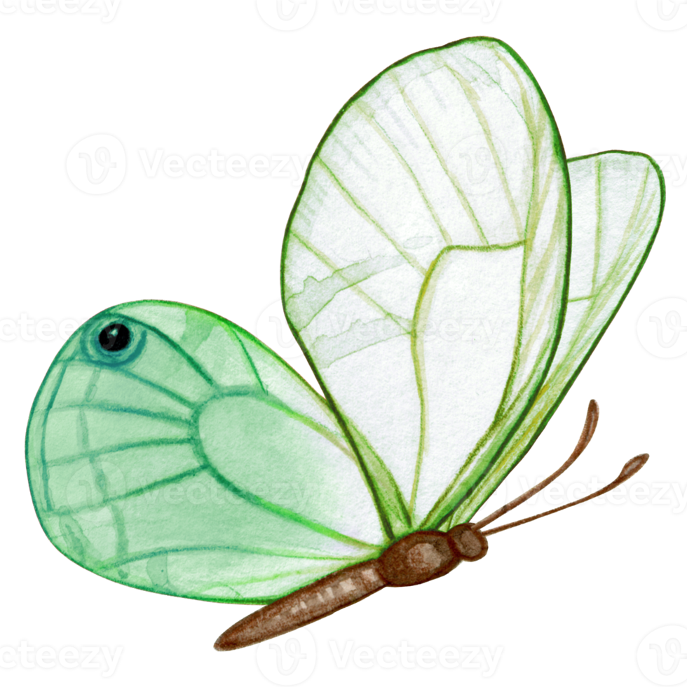 Watercolor hand drawn butterfly png