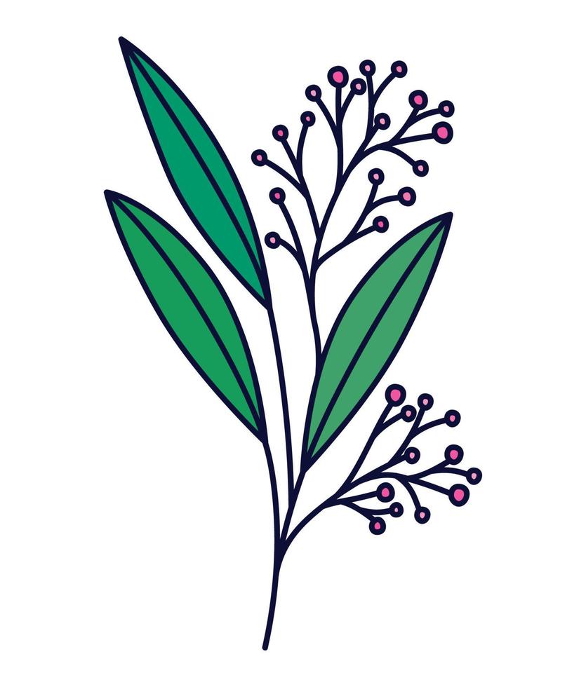 olive branch with berries vector