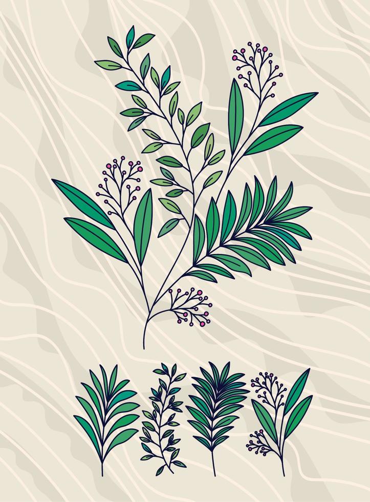 olive branches set vector