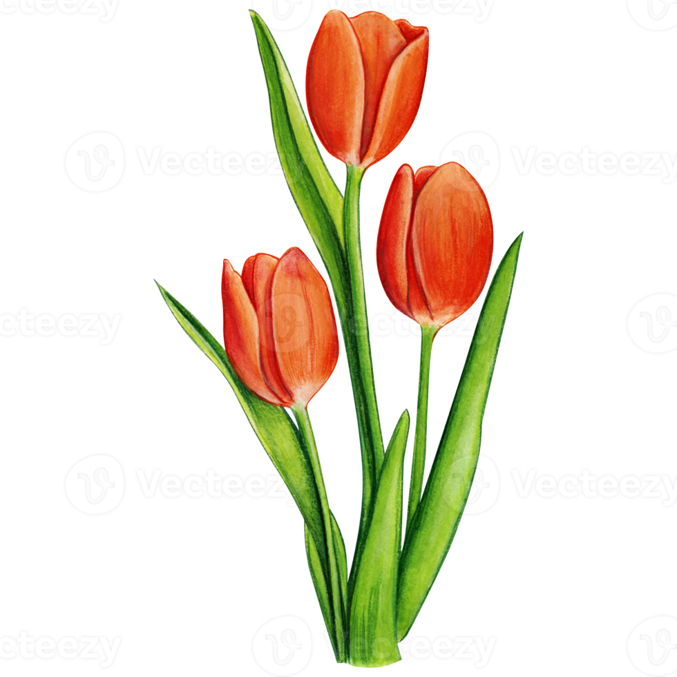 watercolor hand drawn colorful tulip png