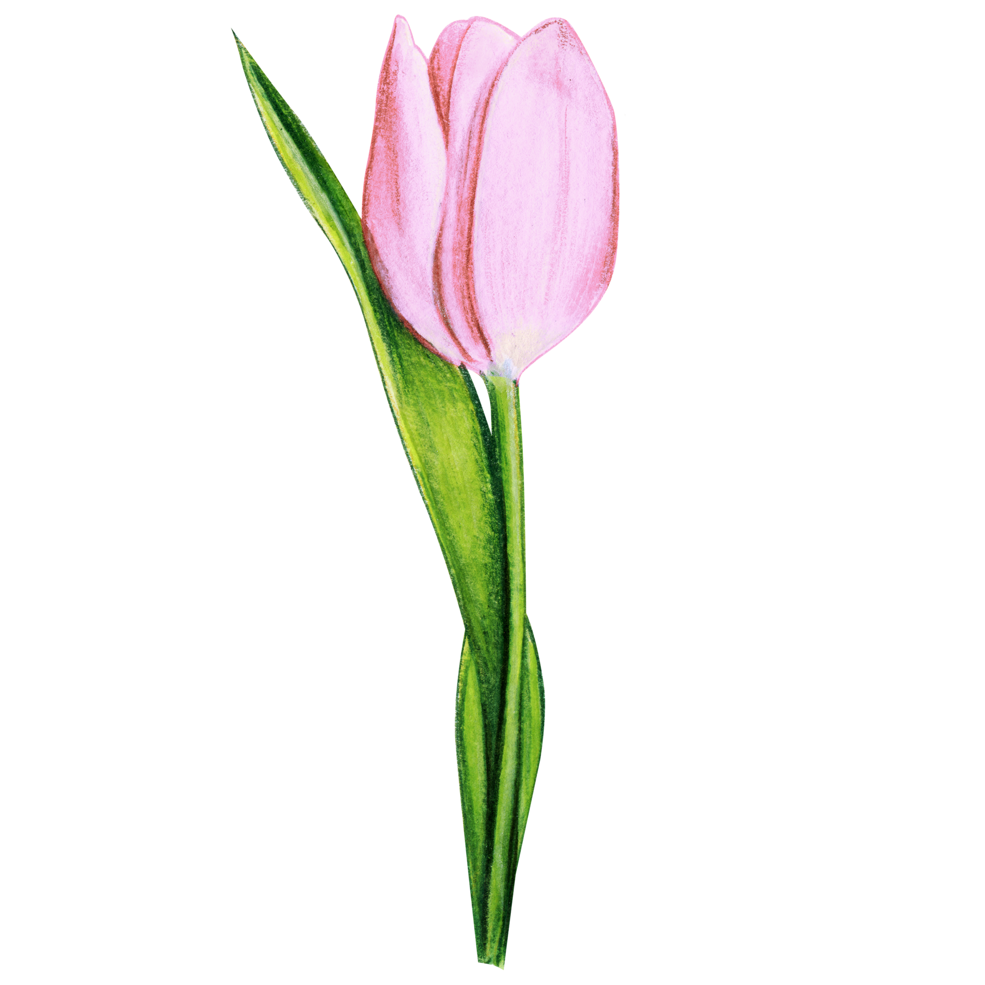 Free watercolor hand drawn colorful tulip 21380069 PNG with Transparent ...