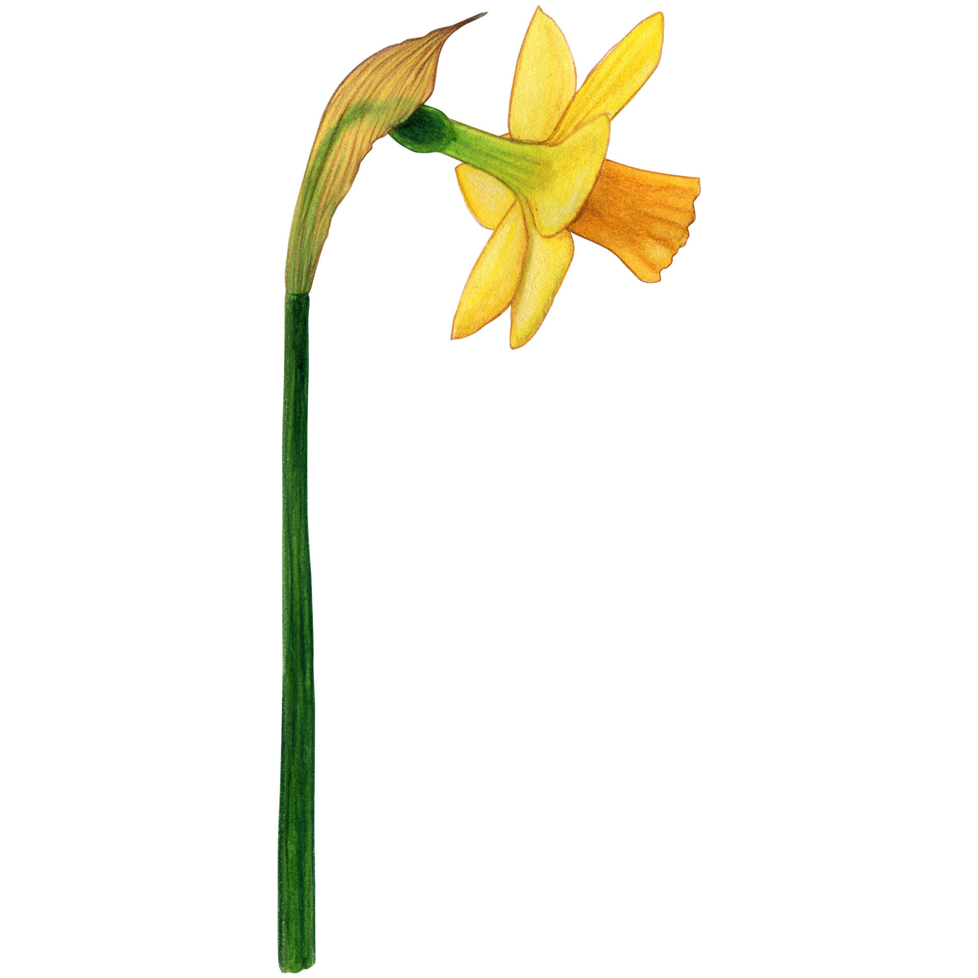 Watercolor hand drawn yellow daffodil flower 21380082 PNG
