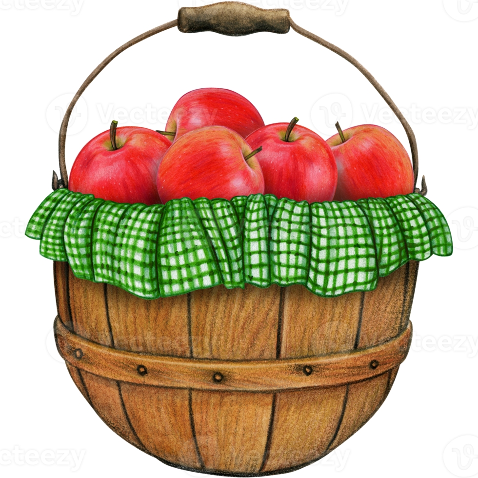 watercolor hand drawn realistic apples png