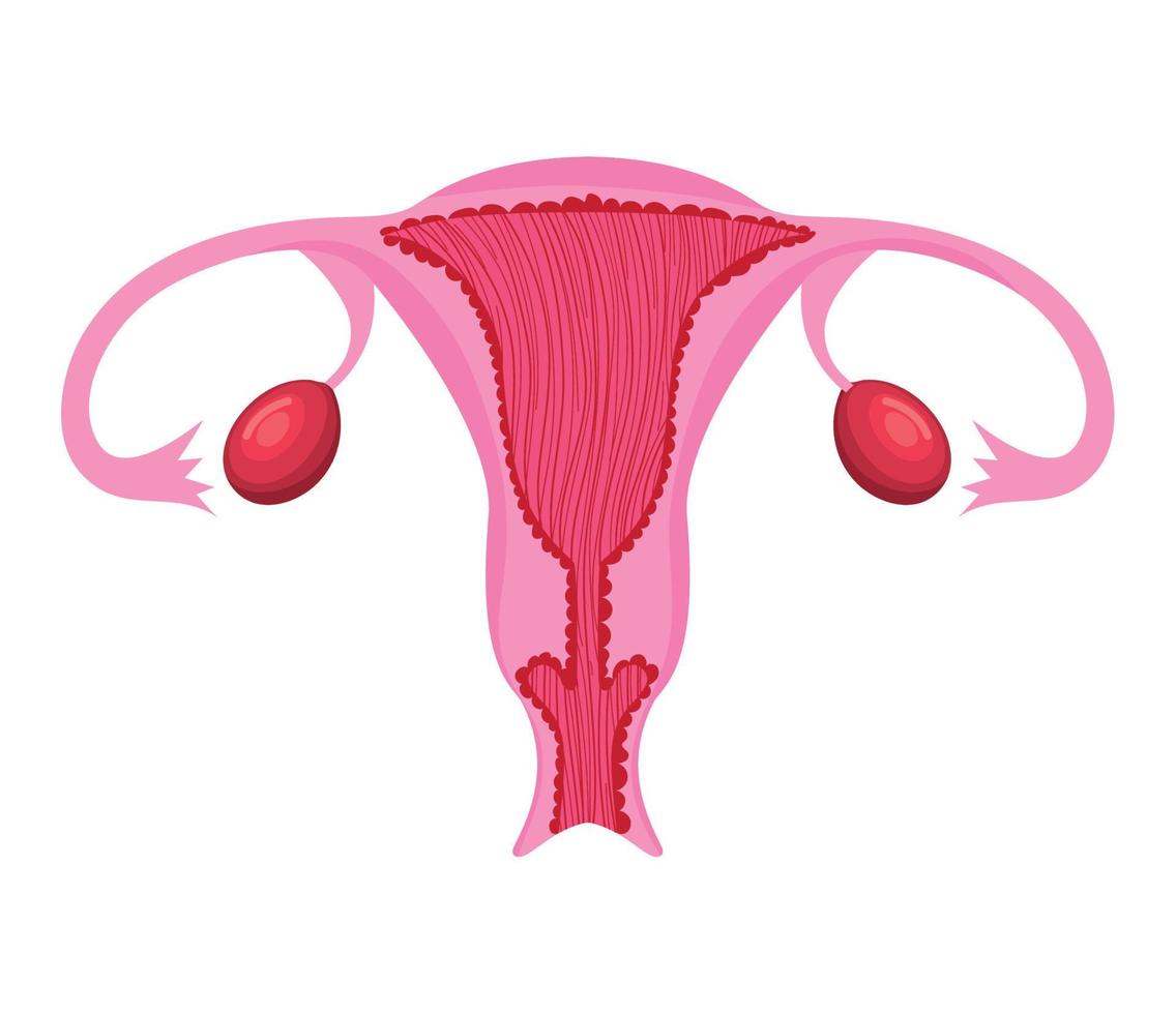 pink uterus design vector