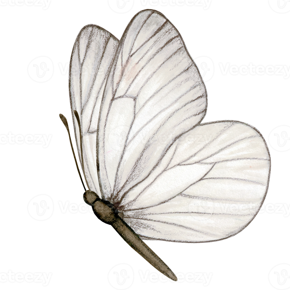 Aquarell Hand gezeichnet Schmetterling png