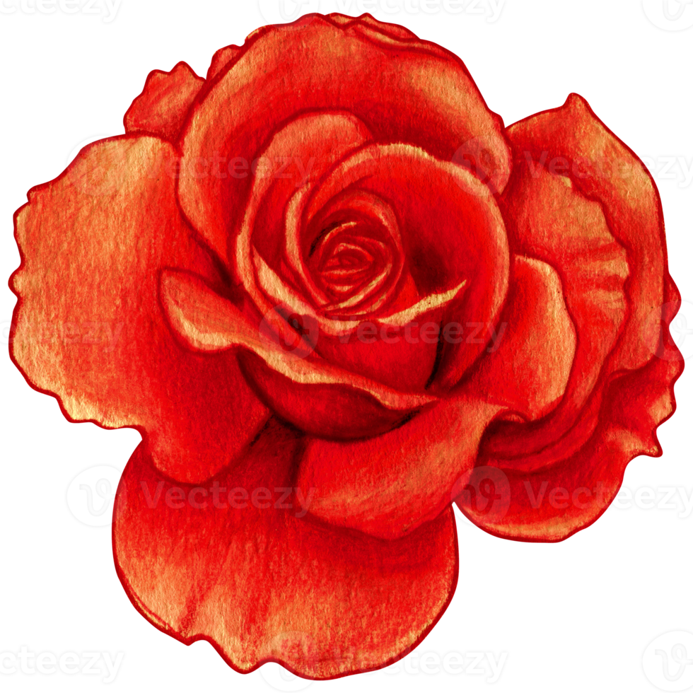 watercolor realistic rose hand drawn png