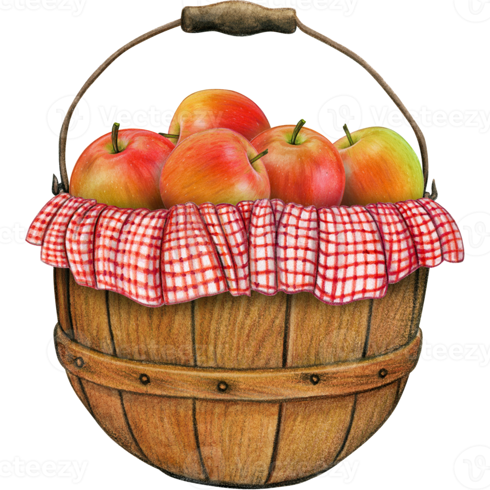 watercolor hand drawn realistic apples png