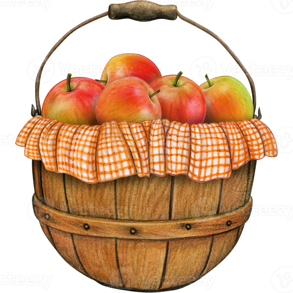 watercolor hand drawn realistic apples png