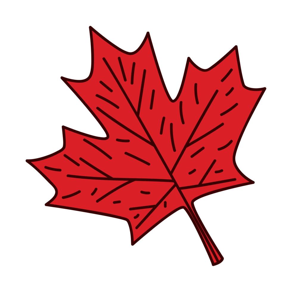 pretty maple leaf vector