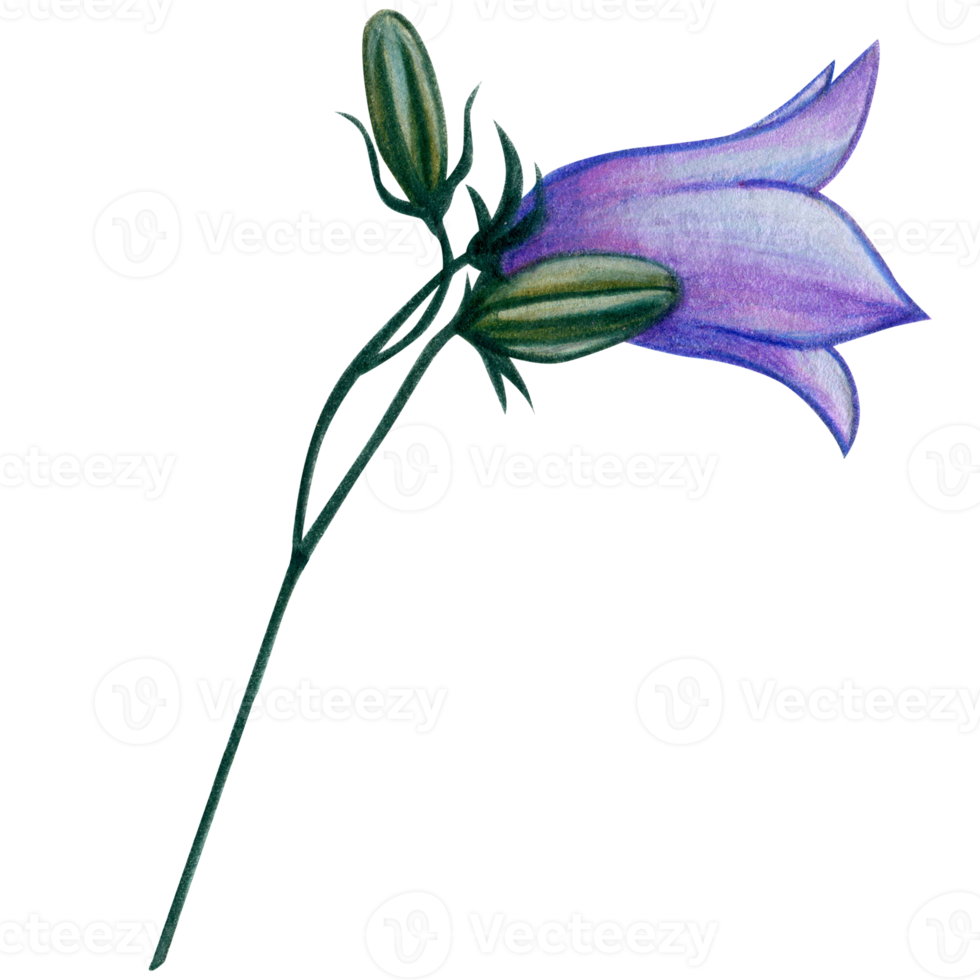 watercolor hand drawn harebell flowers png