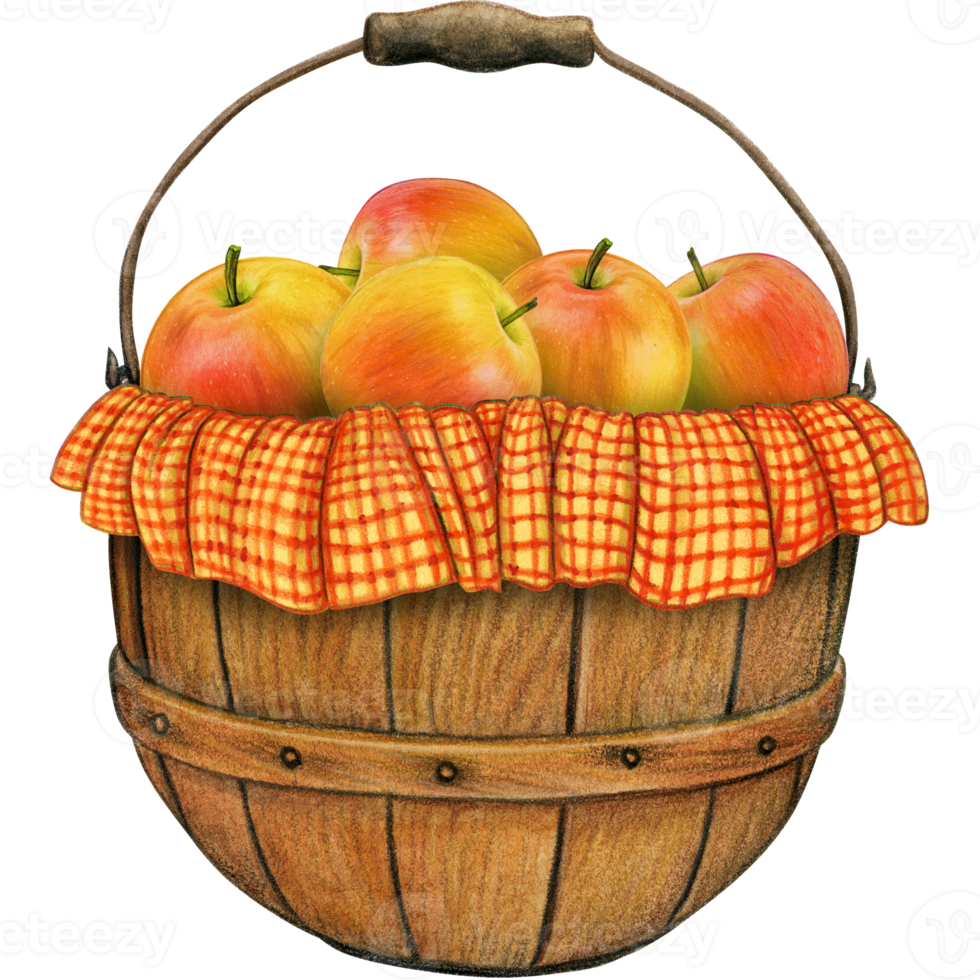 watercolor hand drawn realistic apples png