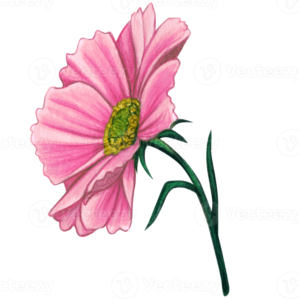 acuarela rosado cosmos flor png