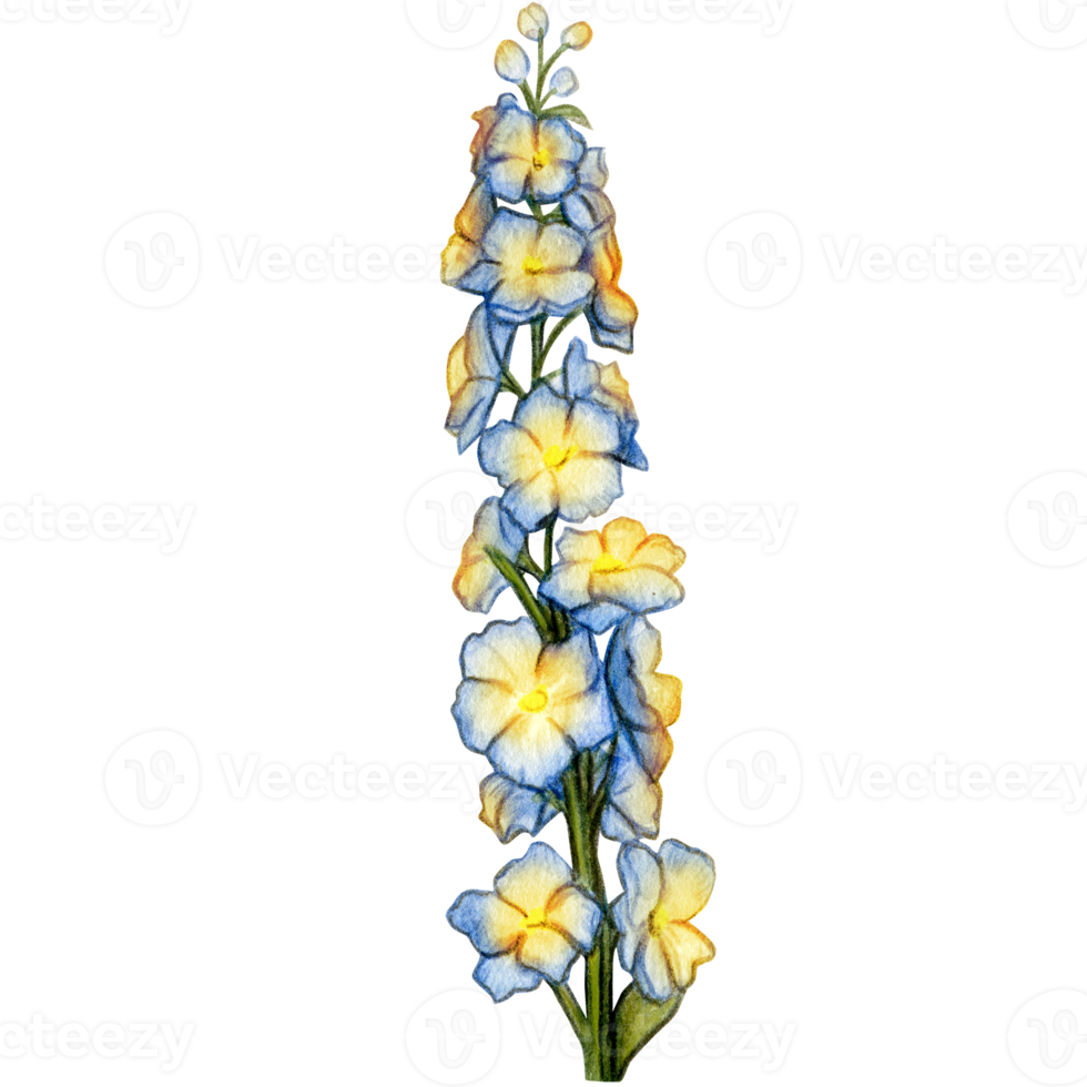 watercolor hand drawn delphinium flower branch png