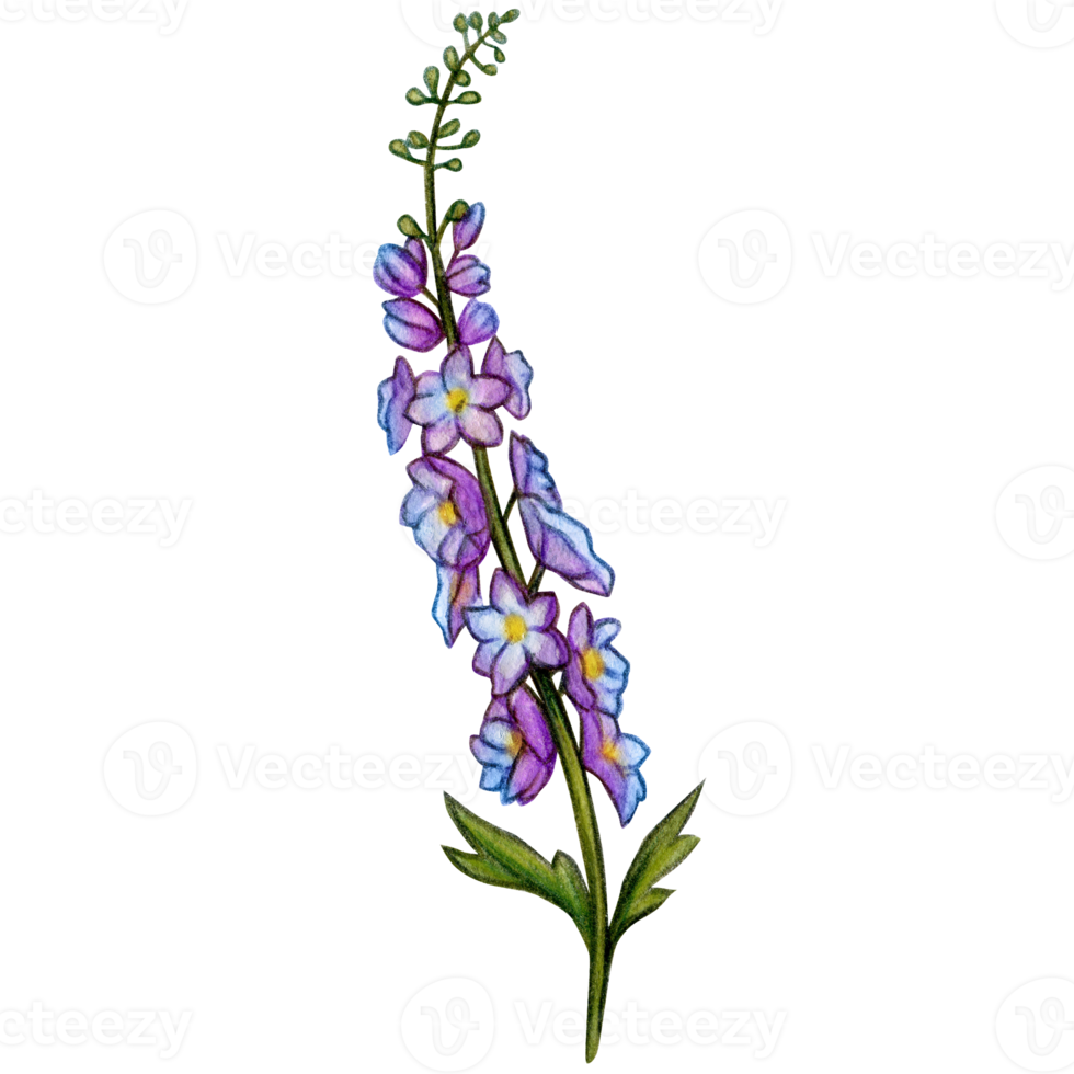 watercolor hand drawn delphinium flower branch png
