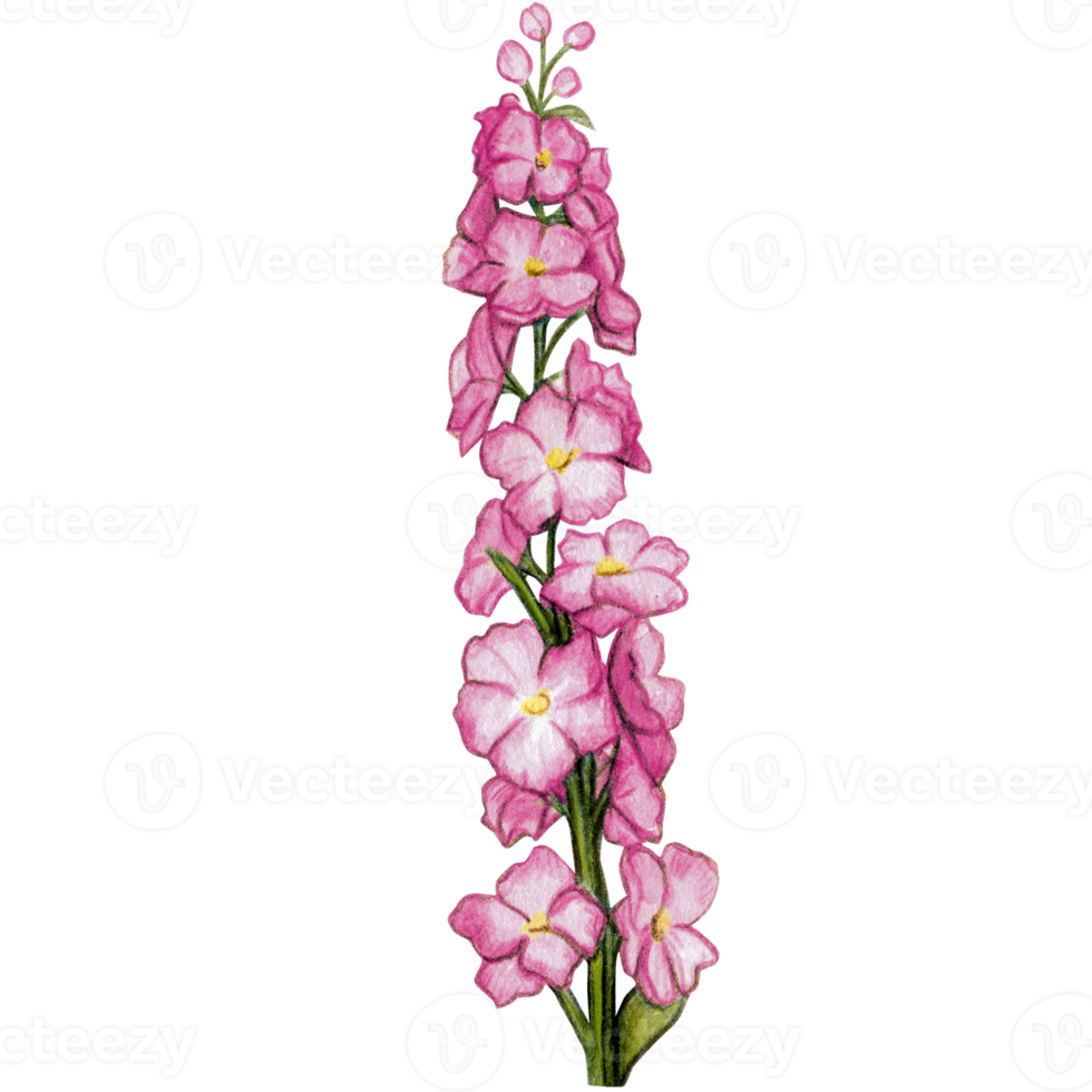 watercolor hand drawn delphinium flower branch png