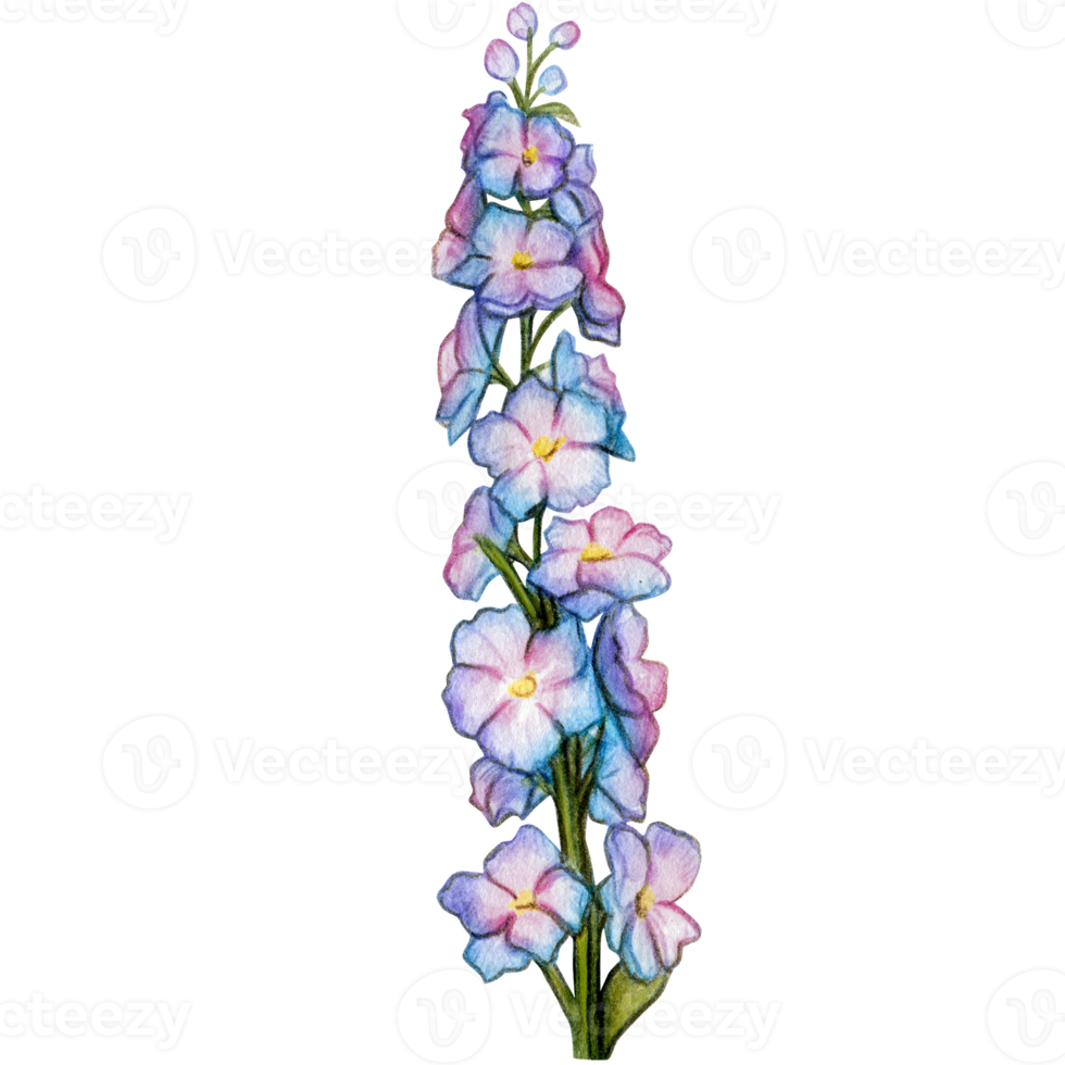 watercolor hand drawn delphinium flower branch png