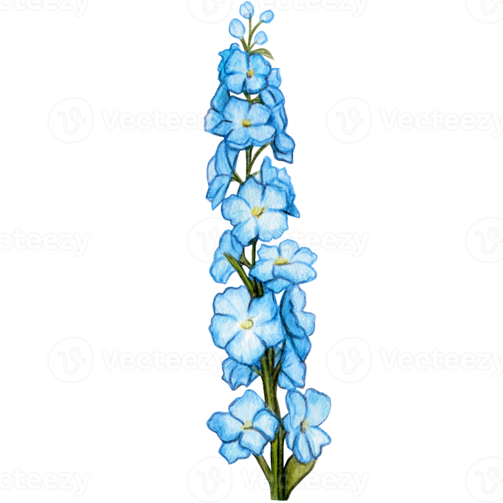 watercolor hand drawn delphinium flower branch png