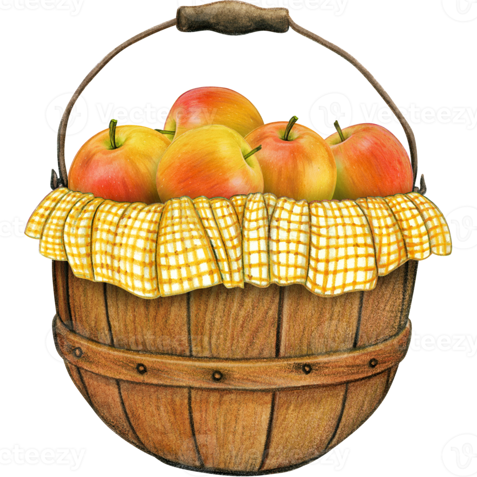 watercolor hand drawn realistic apples png